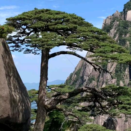 孙強