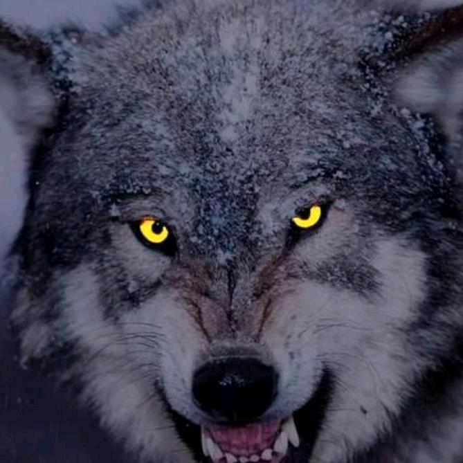 🐺狼行天下