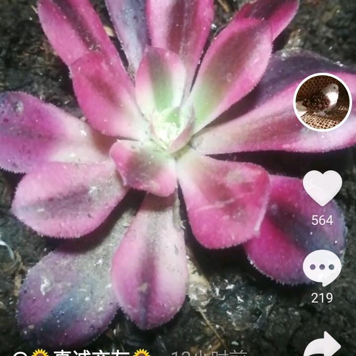 月花