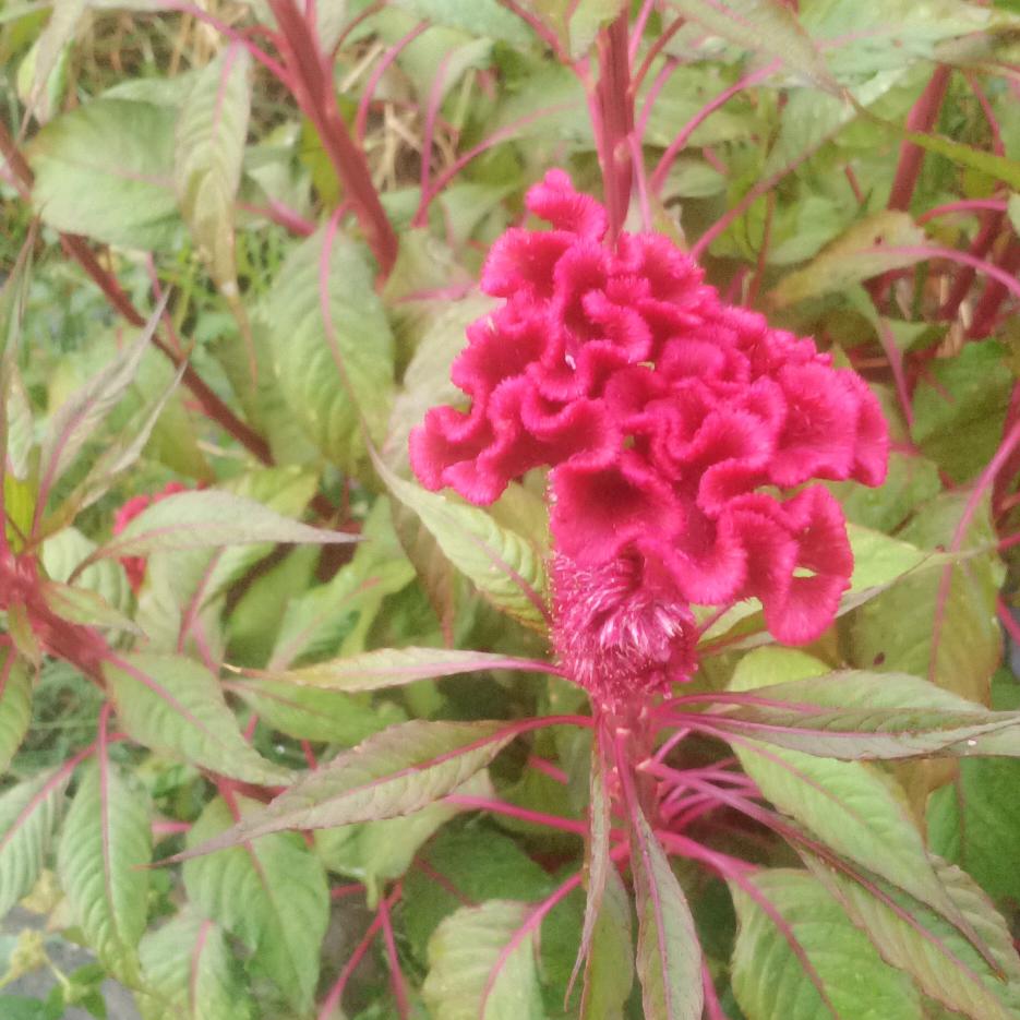 花开花落
