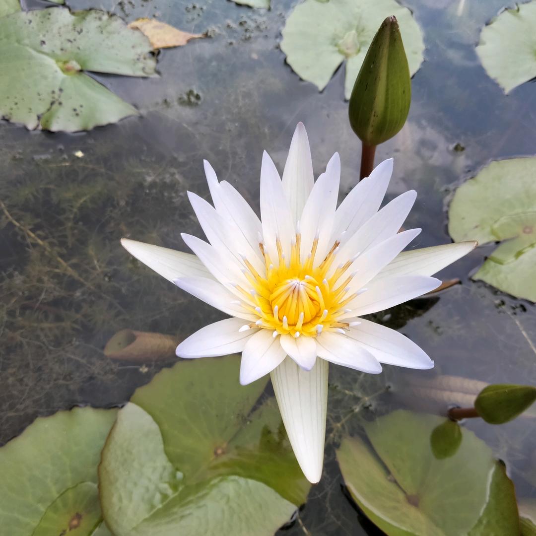 伸在江湖