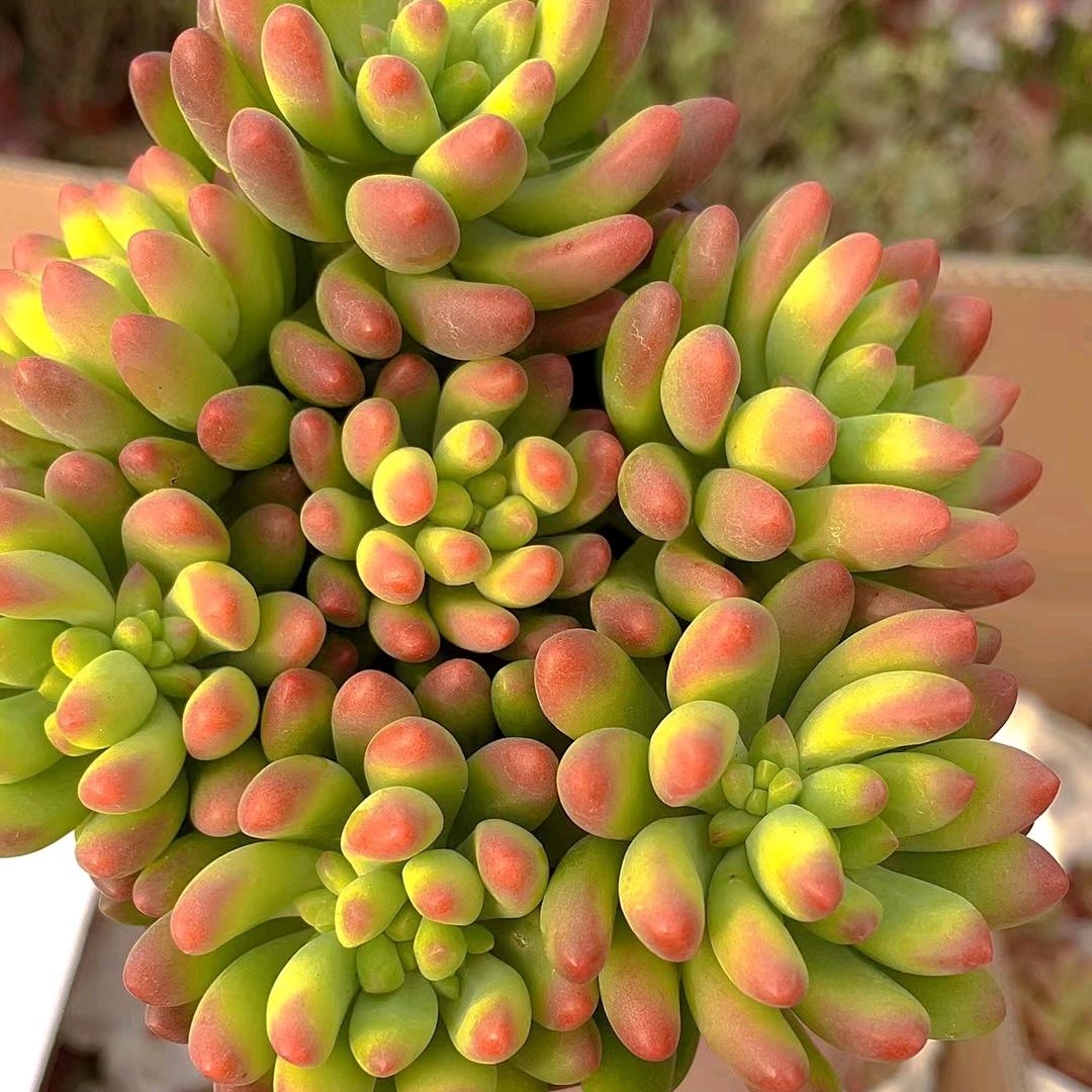 滑县八里营众鑫花卉批发