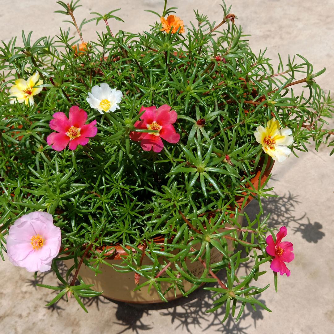 用户4157418678568兰色天空王