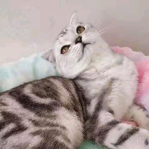 猫猫吃了个猫