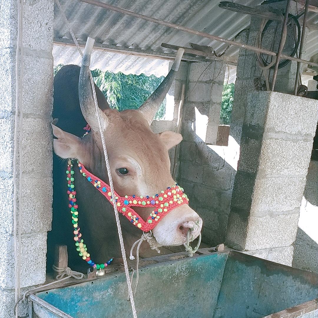 广西小陶牛哥