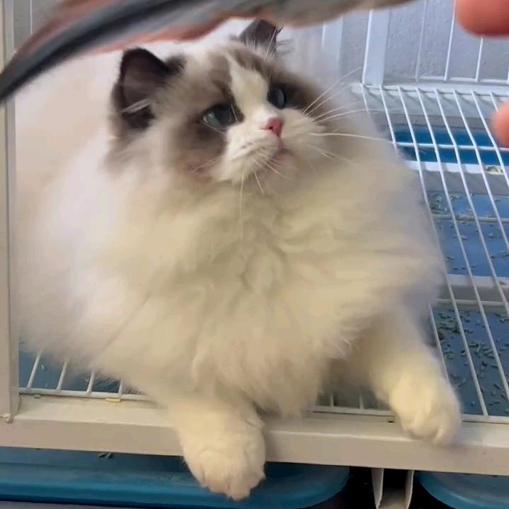 奔驰布偶猫(尹二姥爷绥中猫舍)