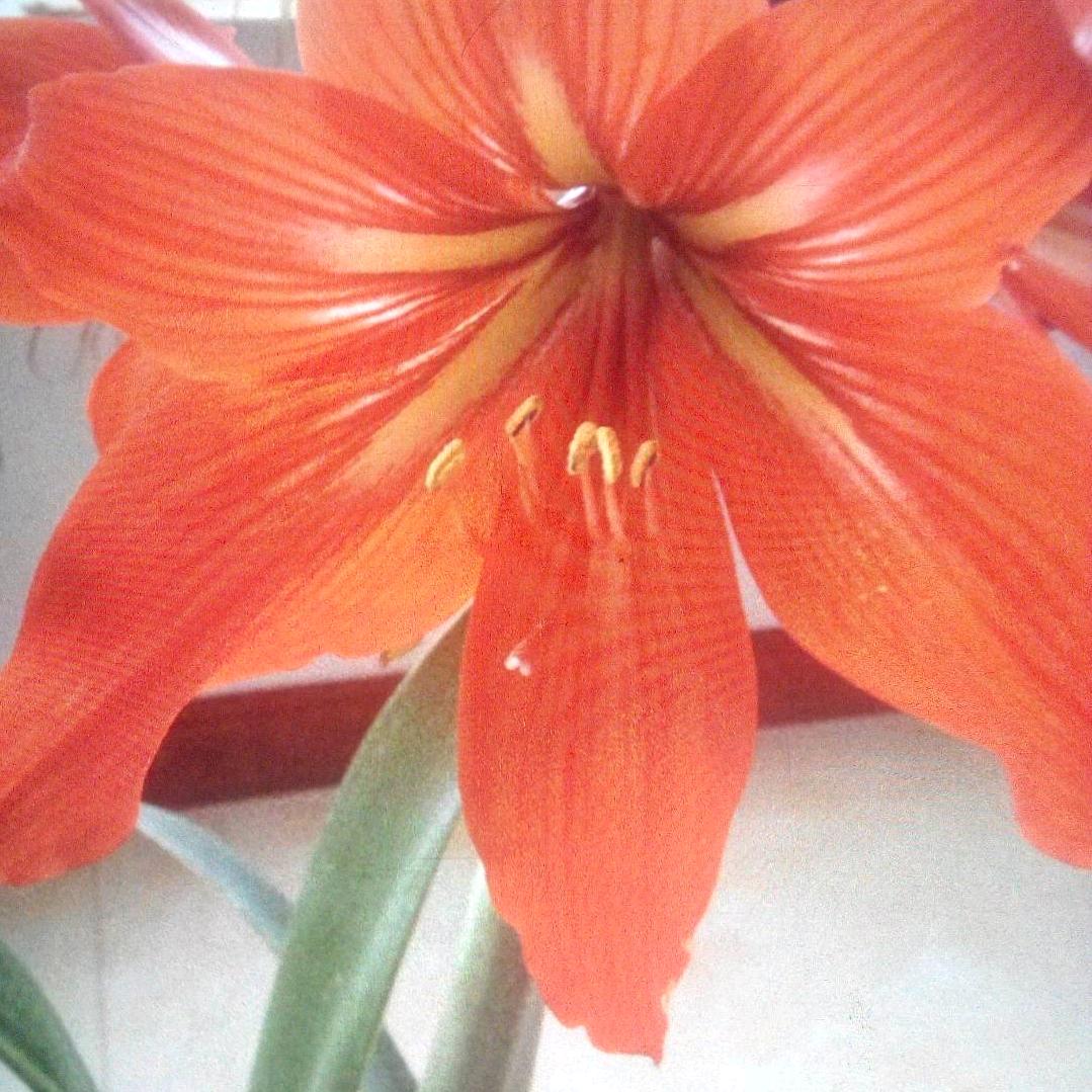 春暖花开(厨窗)