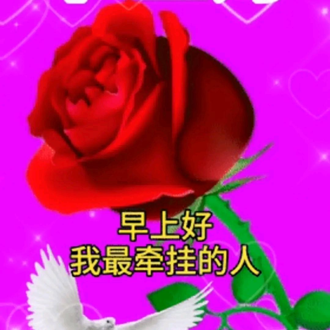 🌹天🌹天🌹好🌹心🌹情🌹