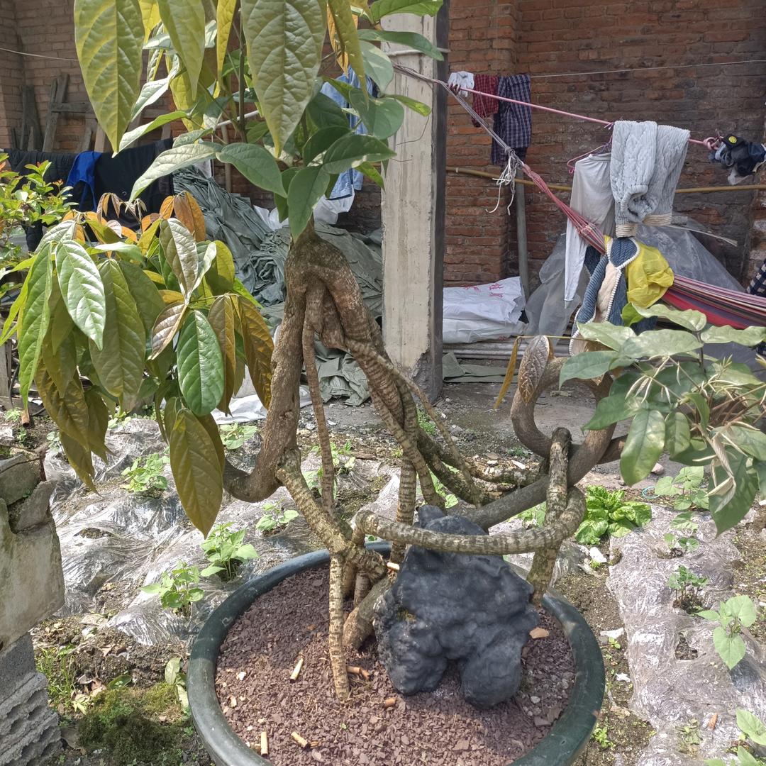 杨汉林，有需要花花草草的电话联系