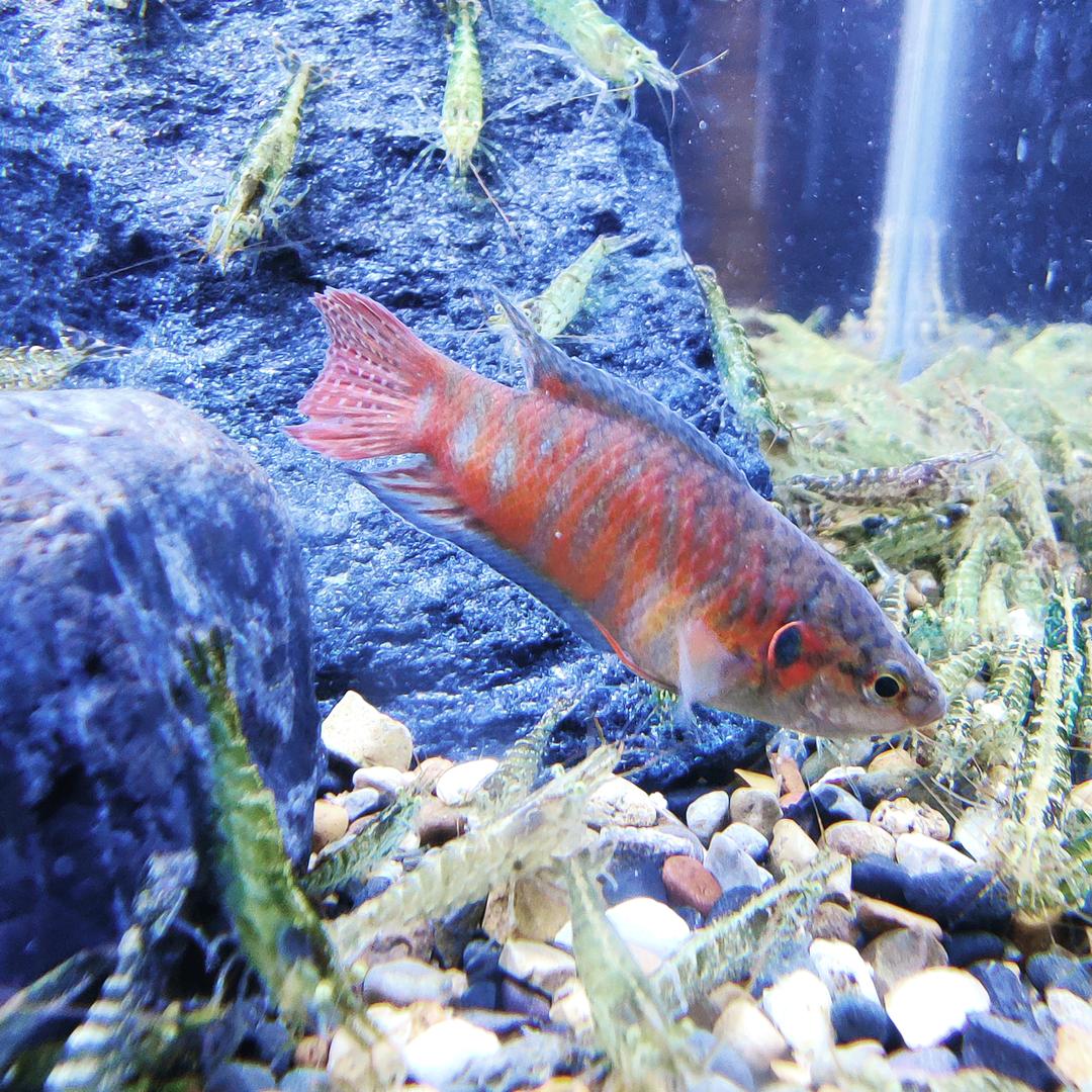 微物路亚打龟佬