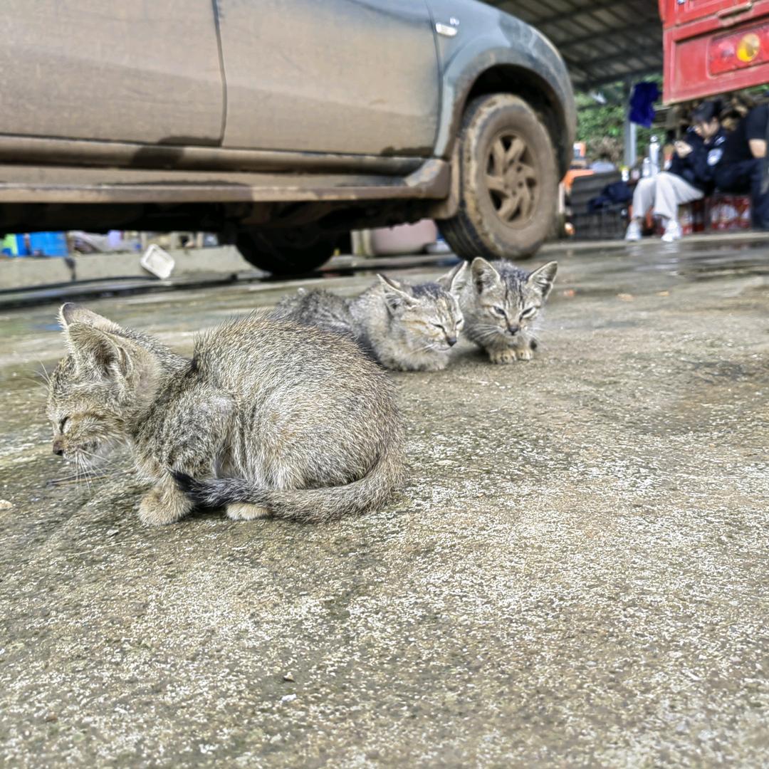 悠然胆寒山
