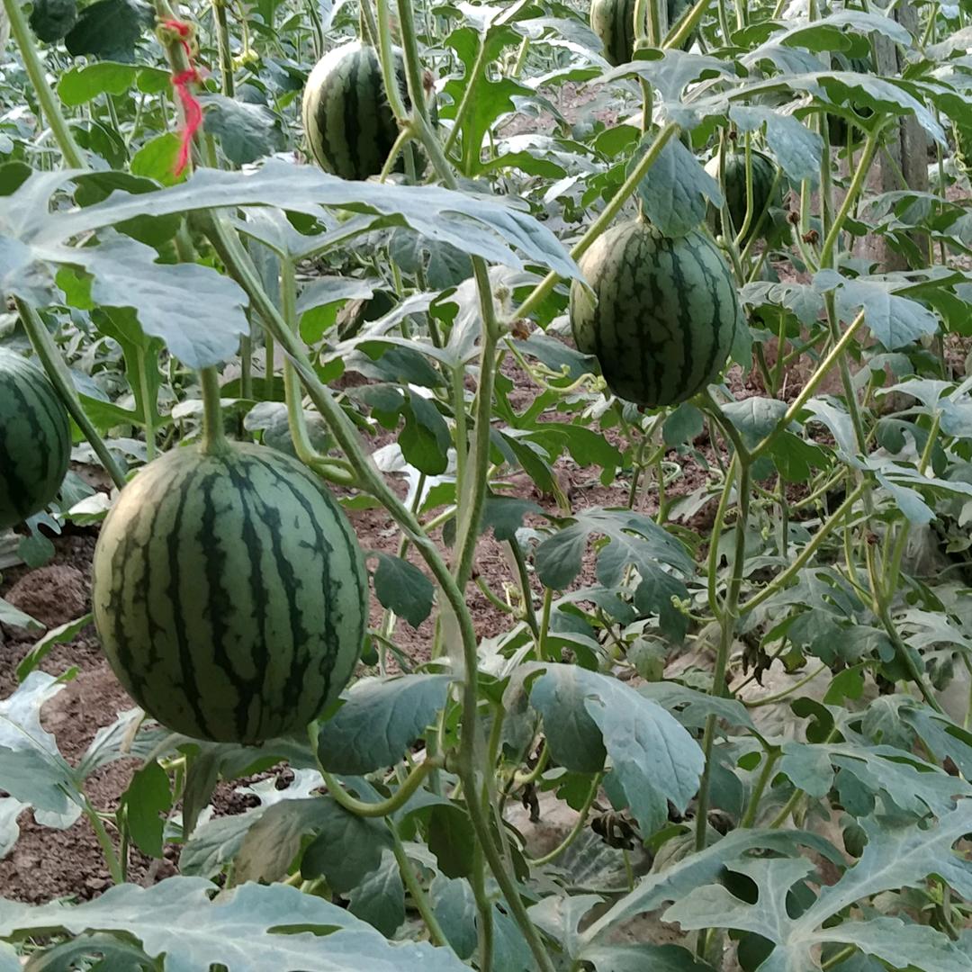 商河县郑路镇悦辉果蔬采摘园（个体工商户）