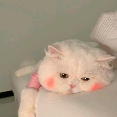 忱忱大王🐒ˢʲ