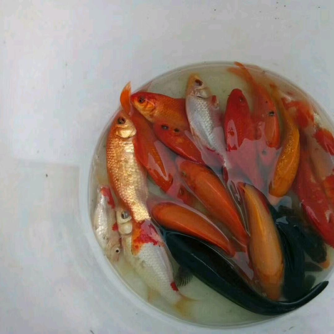 利川鑫福水产专业合作社