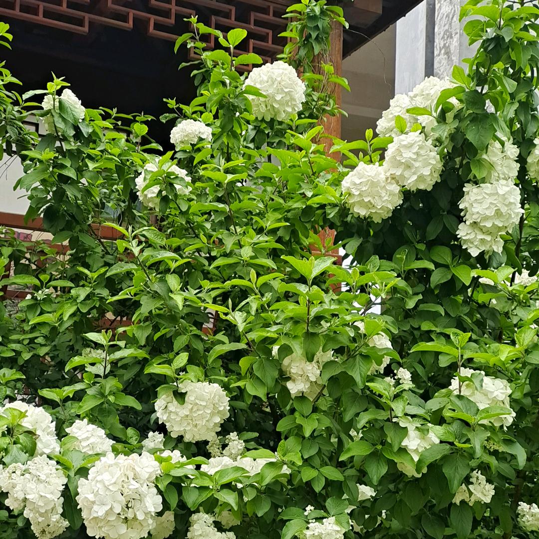 清茶