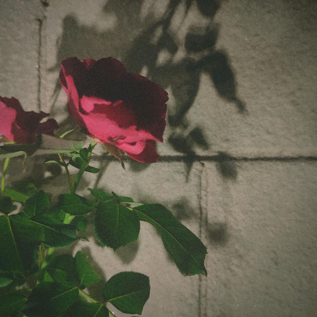 那你明天吃两碗抄手m18