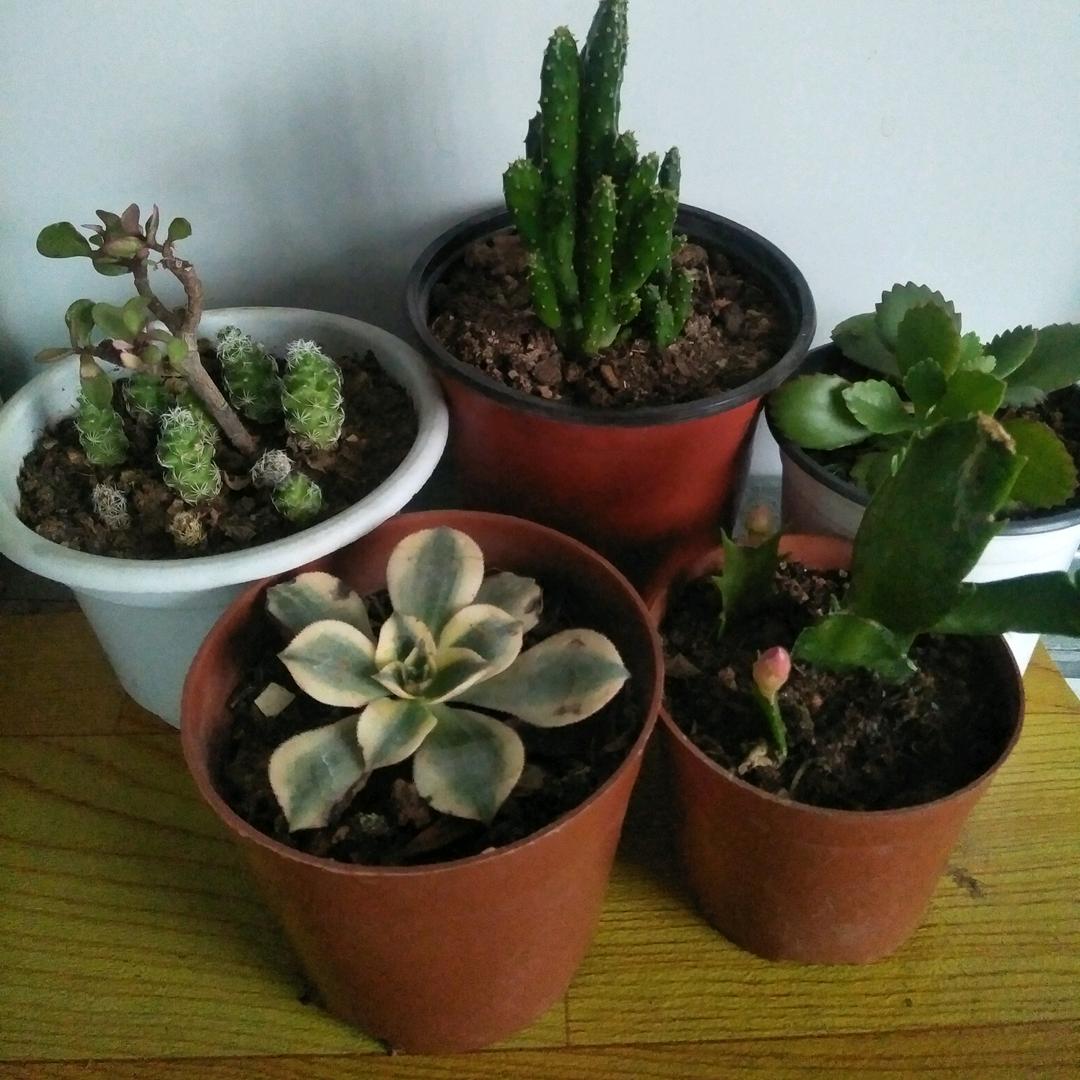 太阳，地球，月亮。