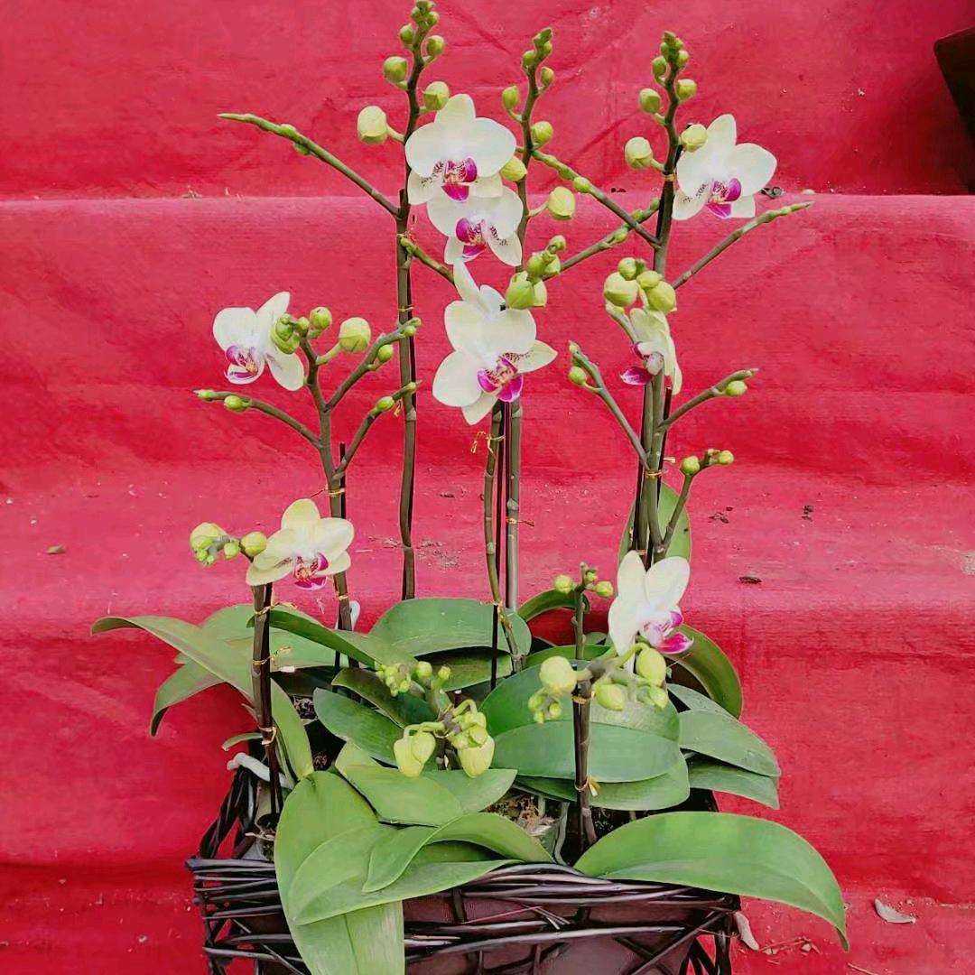 遇见花开&绿植盆景