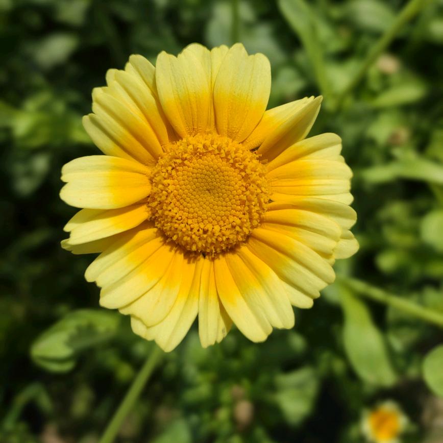 小柠檬🍋金秋梨