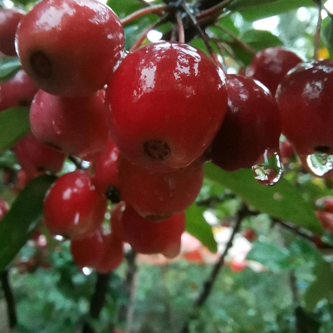 淡雅清风