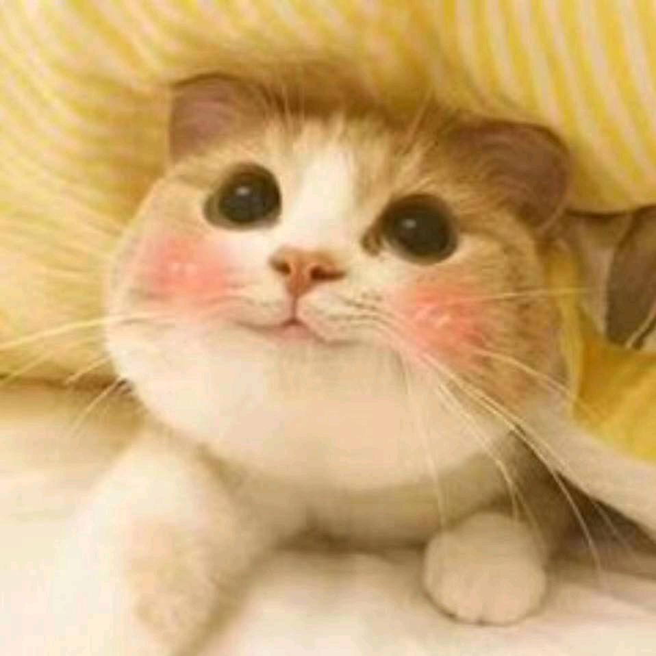 成人高考张老师