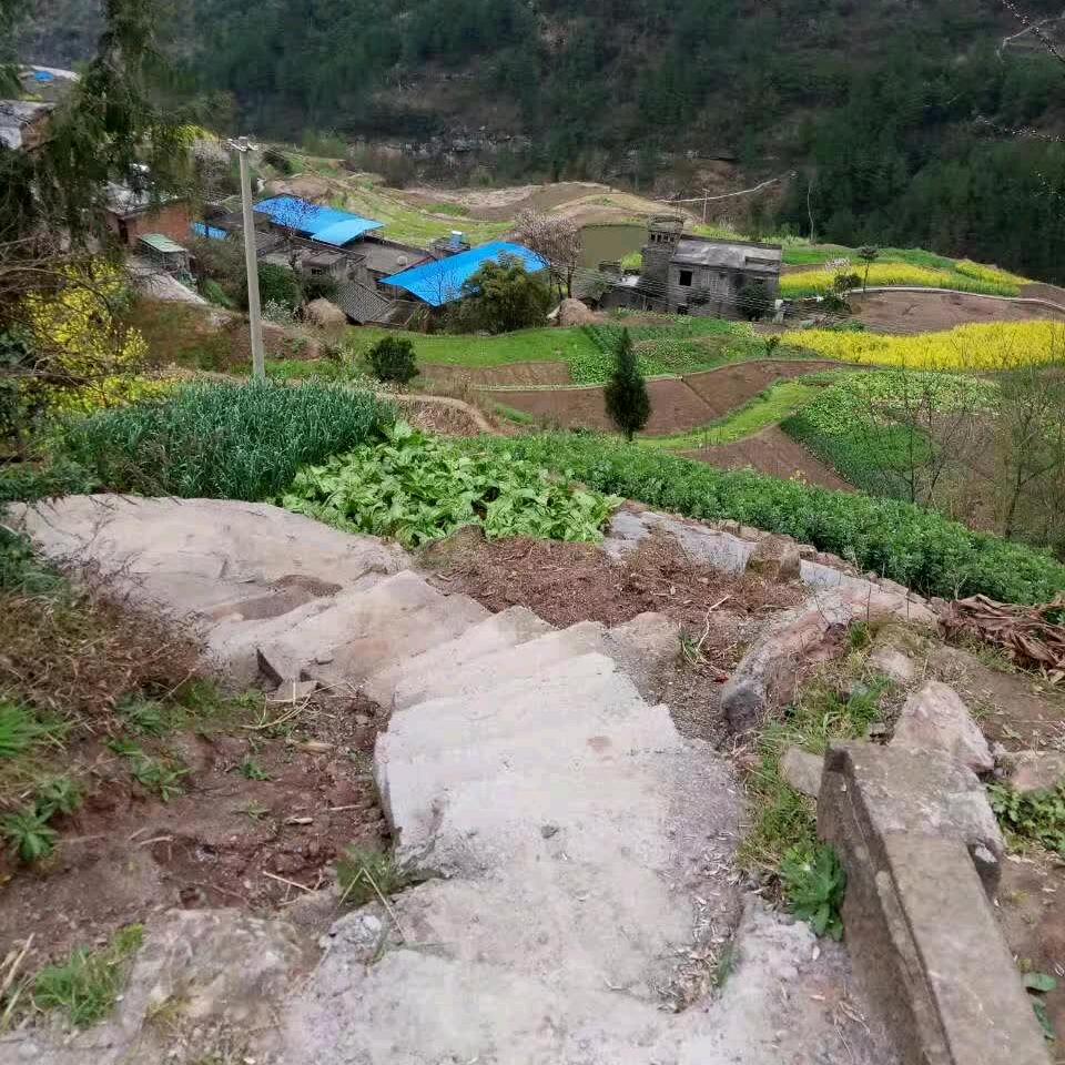 葉老贰