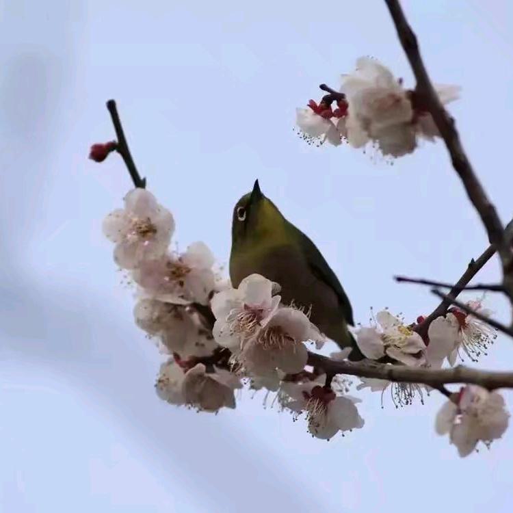 tong姑凉