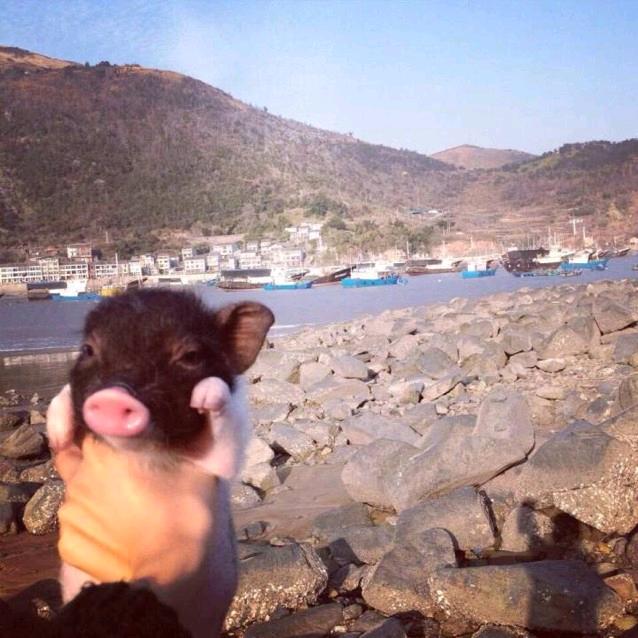 卡皮巴拉（野猪獠牙🐗）