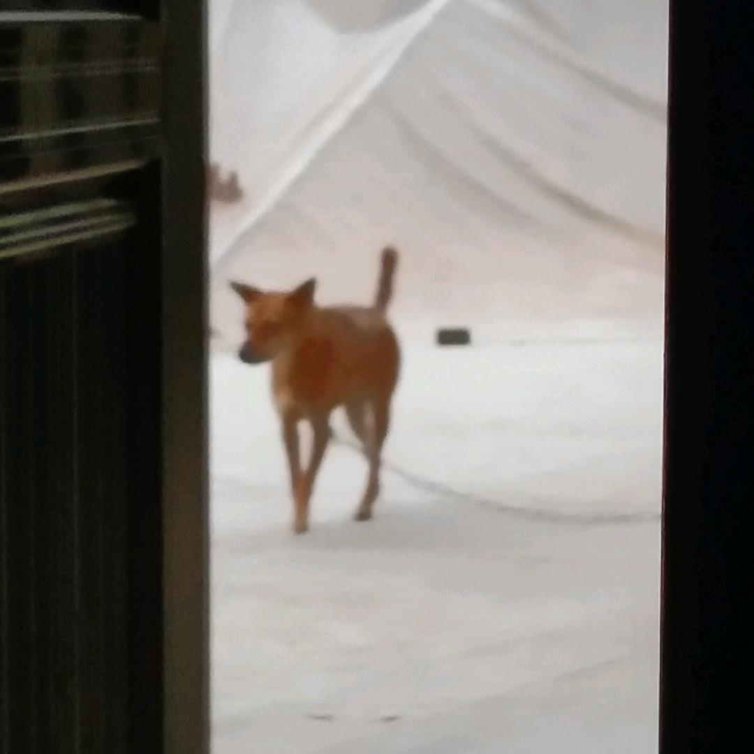 胡大姐