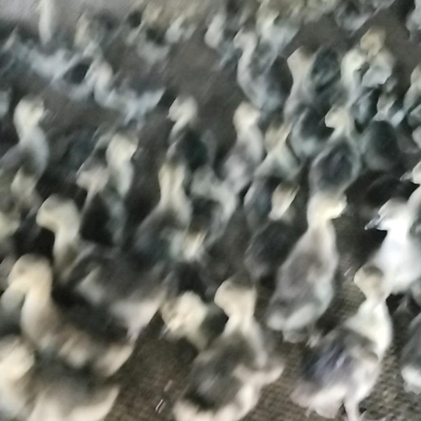 养殖家禽脱温苗批发人为诚信货为质量