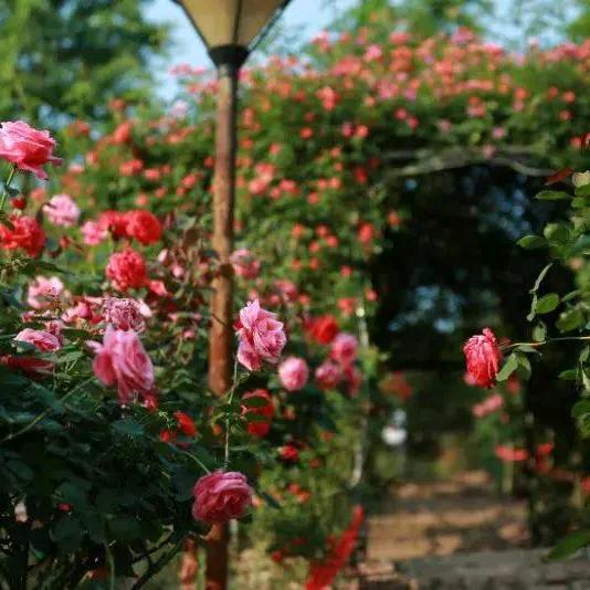 文峰阳光幼儿园