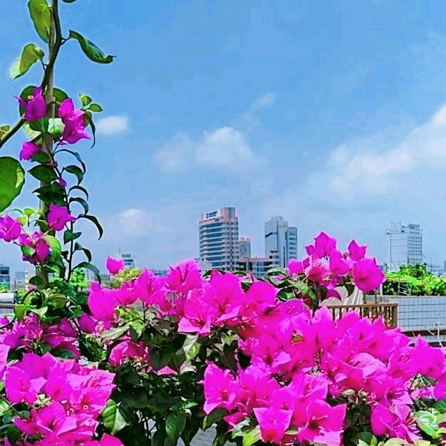 空中花园