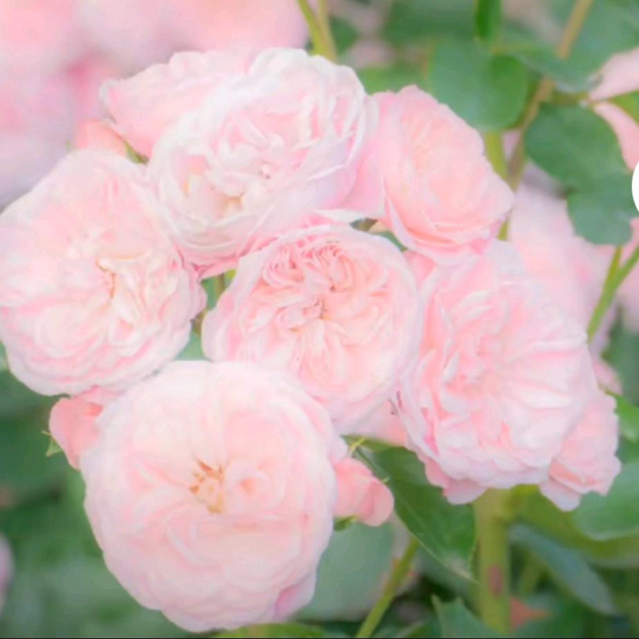 💋满天繁星💋