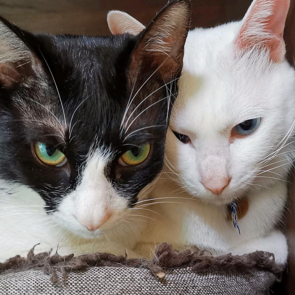 喵精～喵奴～喵生活🐱