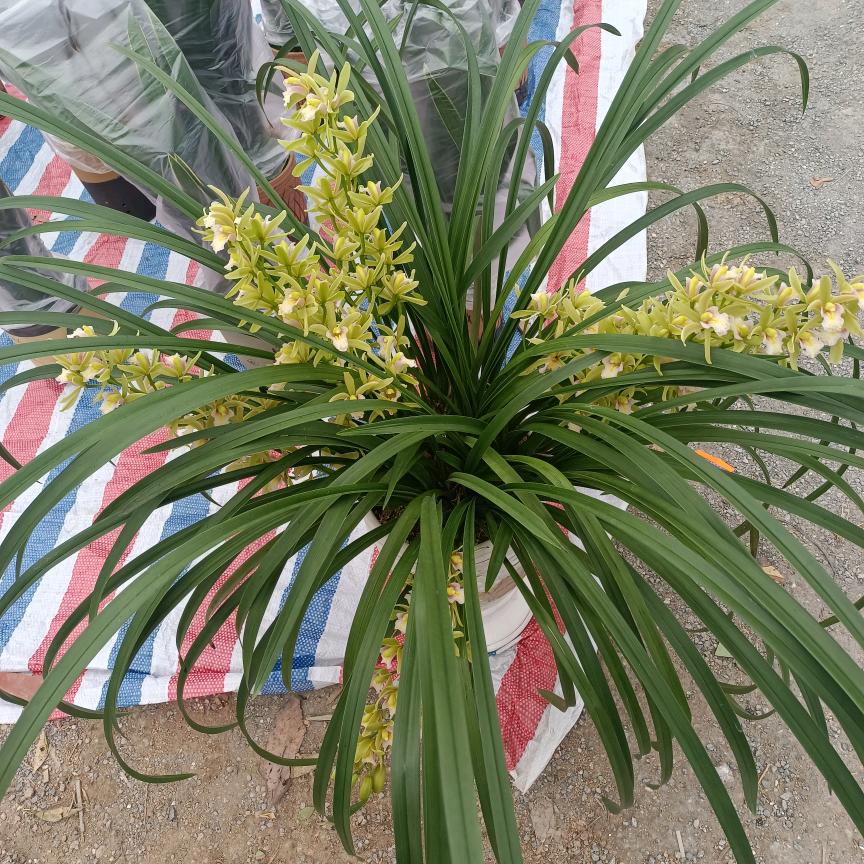 虚怀若谷