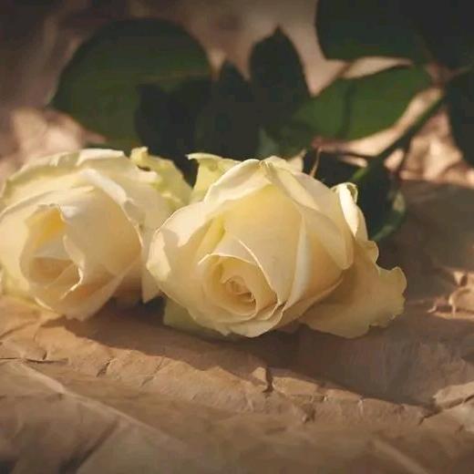 海边听Tersa  Teng