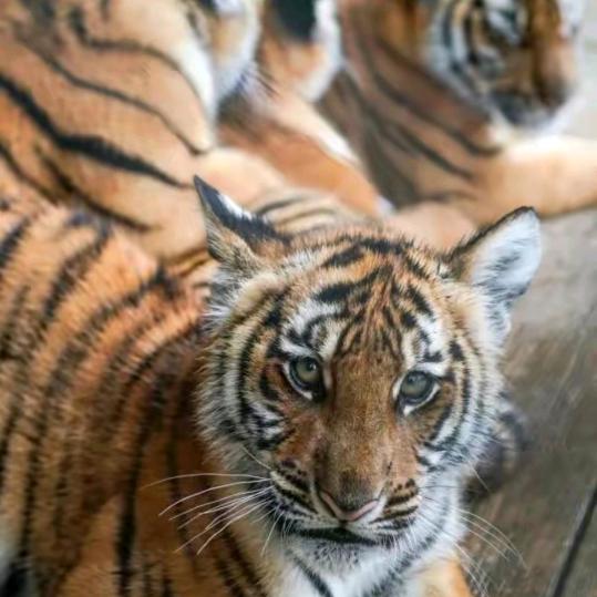 椰风（拒绝私聊）