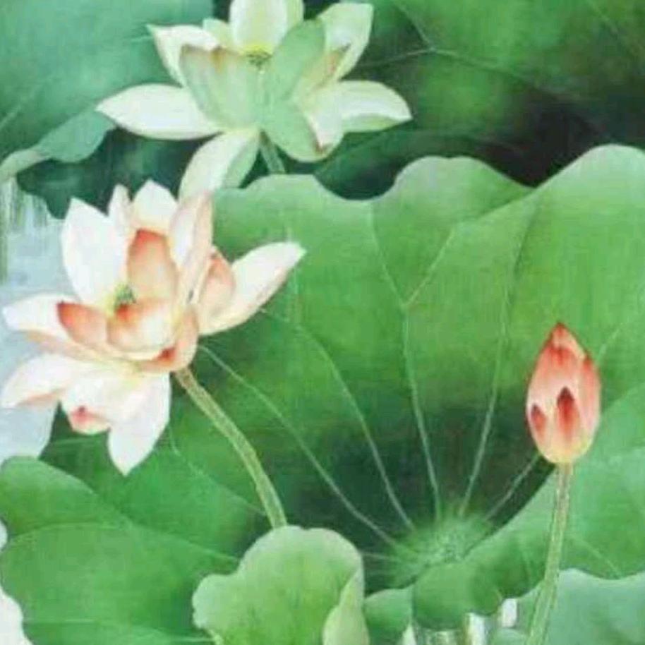 龙妈