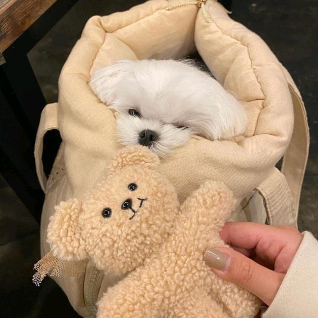 豆:D