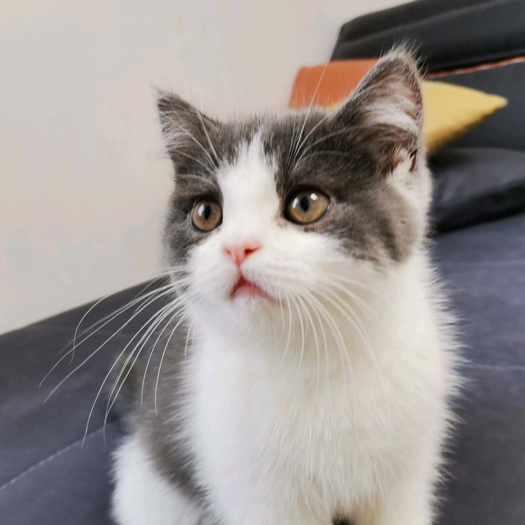 猫公子 　　🪳