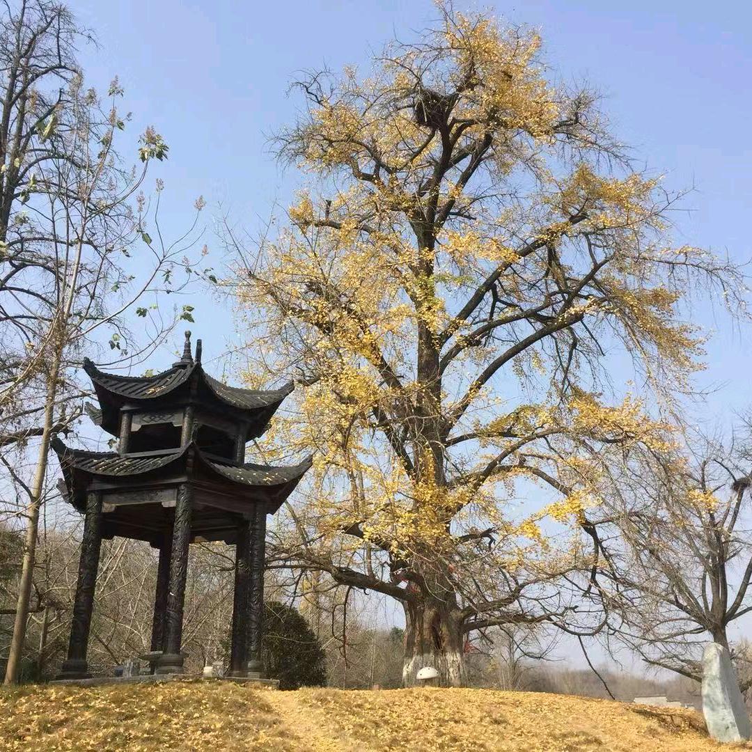 三台大众汽车专卖