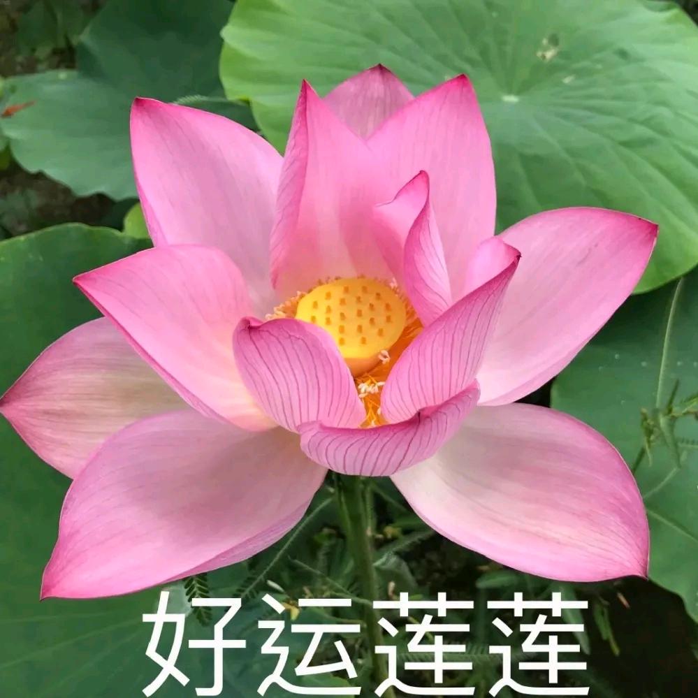 豪景花食品店