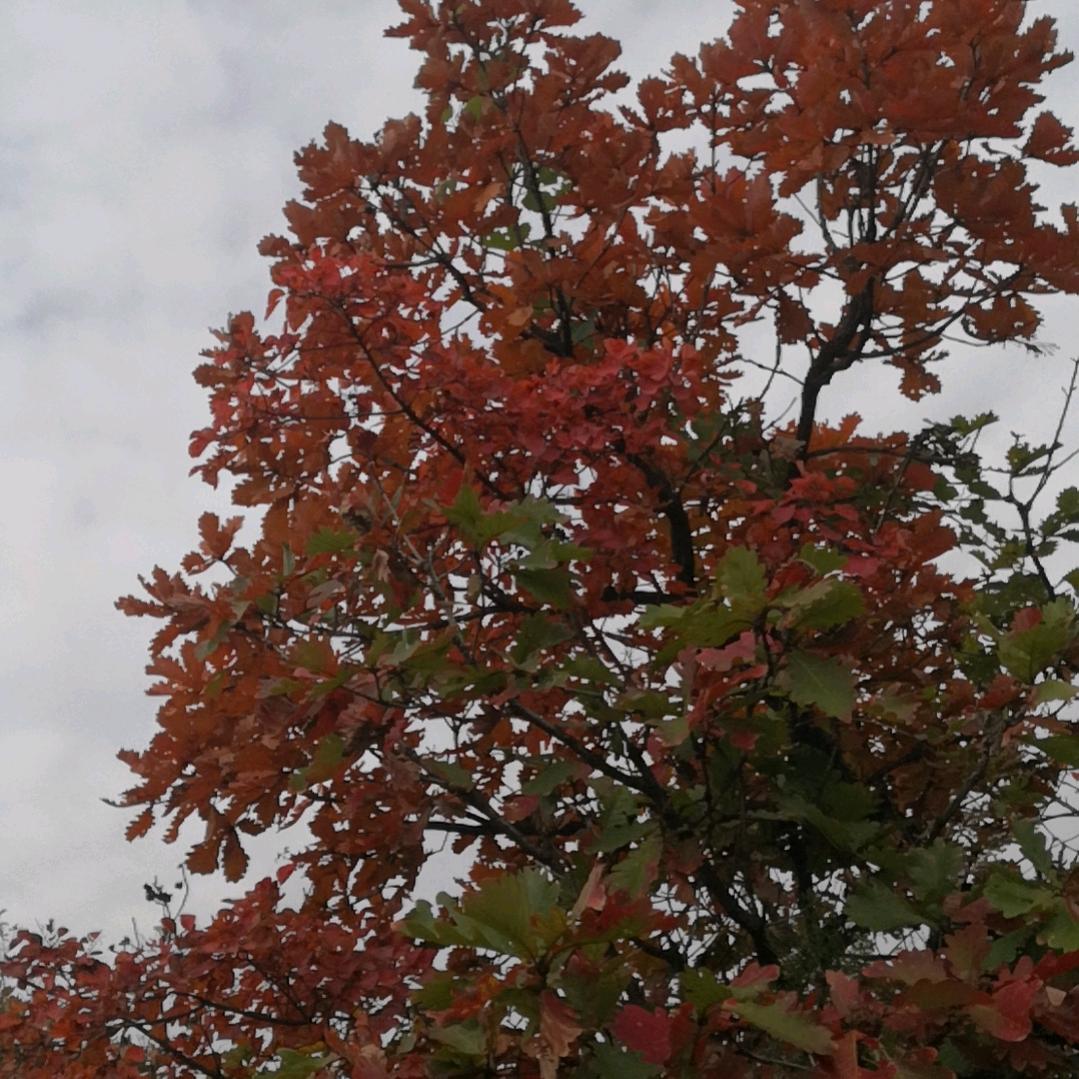 山茶花