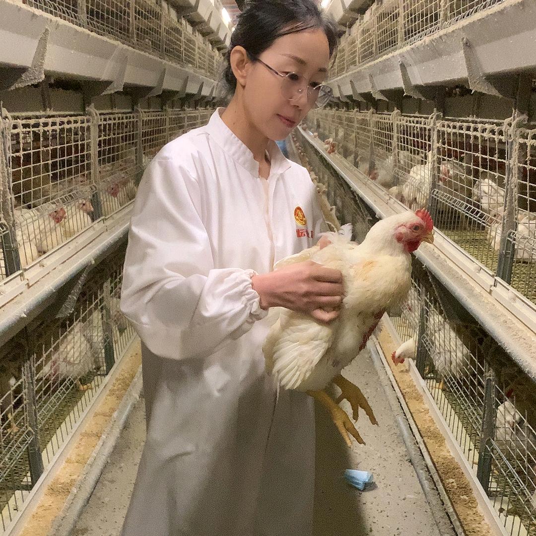 肉鸡养殖年年有余