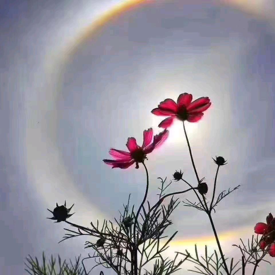 雨后梧桐