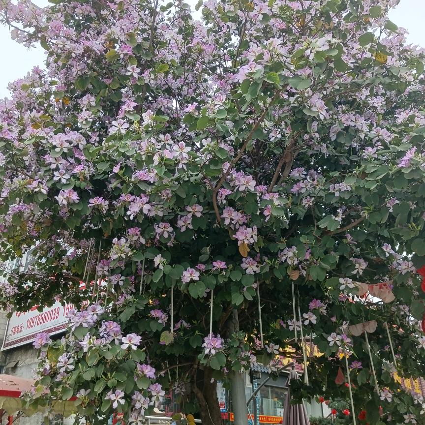 梦想成真！