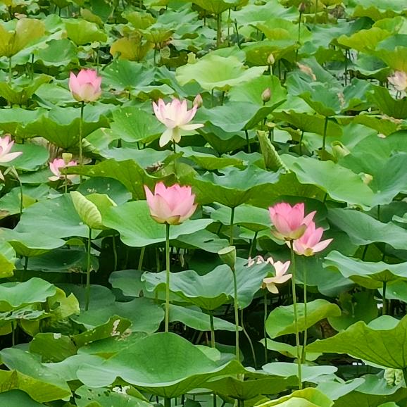 心中所想