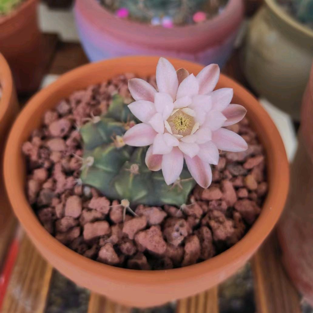 爱生活的向日葵