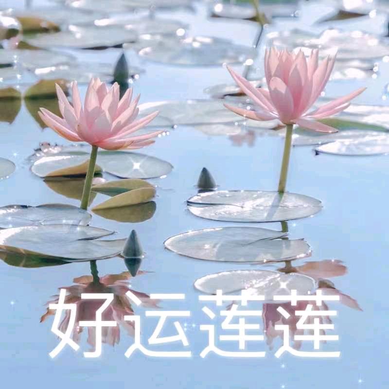 温婉琴意慧如兰