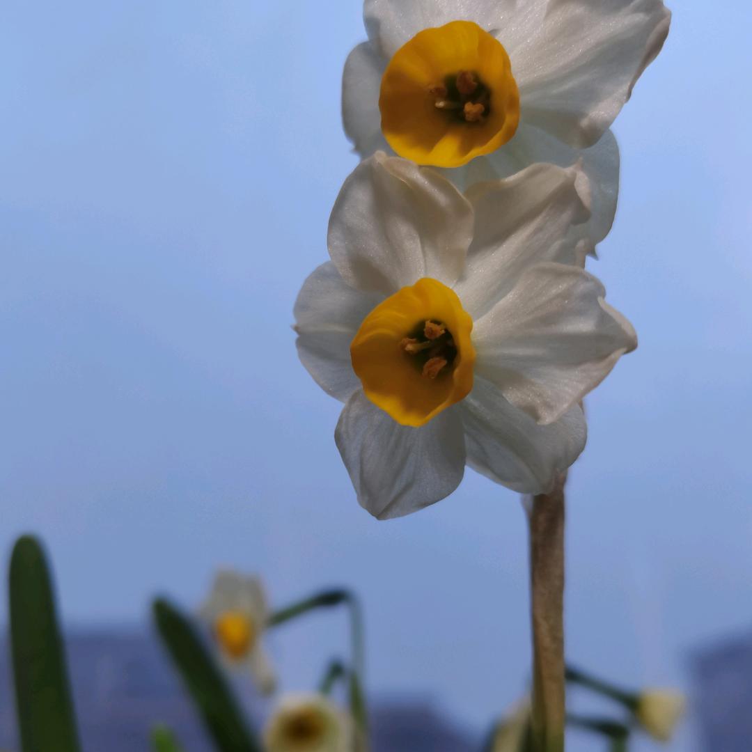 开心果果果